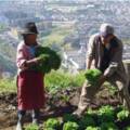 Transformaciones agrícolas exitosas: seis elementos centrales de planificación y ejecución